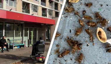 Opruimen kakkerlakken in Utrechtse flat mag beginnen