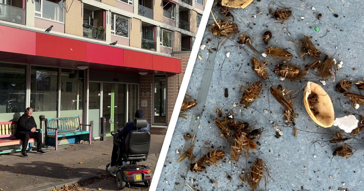 Opruimen kakkerlakken in Utrechtse flat mag beginnen