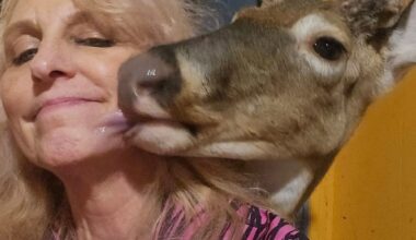 Jodi zorgde jarenlang voor de verweesde Wheezer.