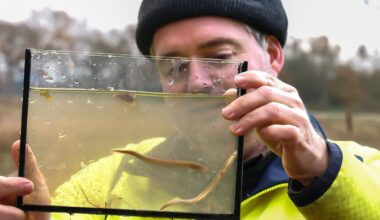 In de modder op zoek naar een zeldzame rivierbewoner