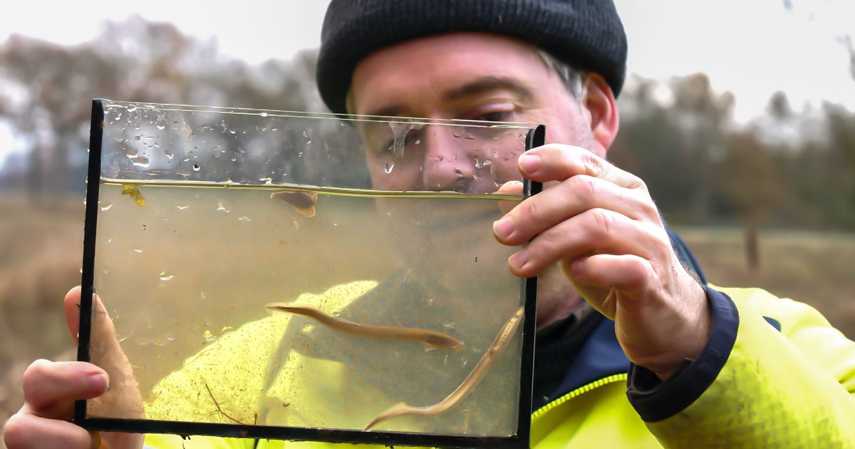 In de modder op zoek naar een zeldzame rivierbewoner