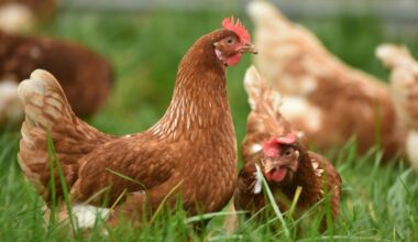 Opnieuw vogelgriep vastgesteld in Drogeham: 117.000 kippen geruimd