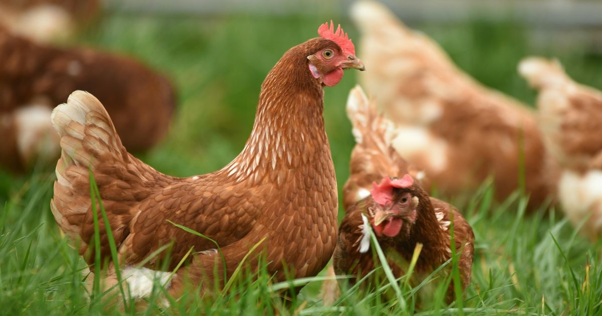 Opnieuw vogelgriep vastgesteld in Drogeham: 117.000 kippen geruimd