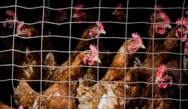 Opnieuw vogelgriep bij pluimveebedrijf net over de grens in België; maatregelen in Limburg - L1 Nieuws