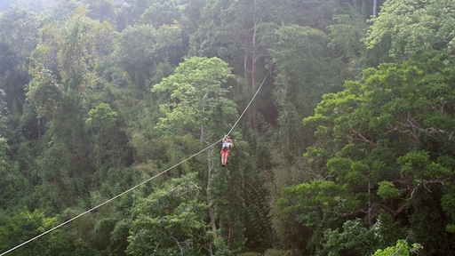 Vader en zoon doodgestoken door zwerm wespen tijdens ziplinen in Laos