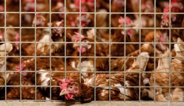 2 ton boete nadat uitzendkracht (25) voor ogen familie verongelukt in kippenstal