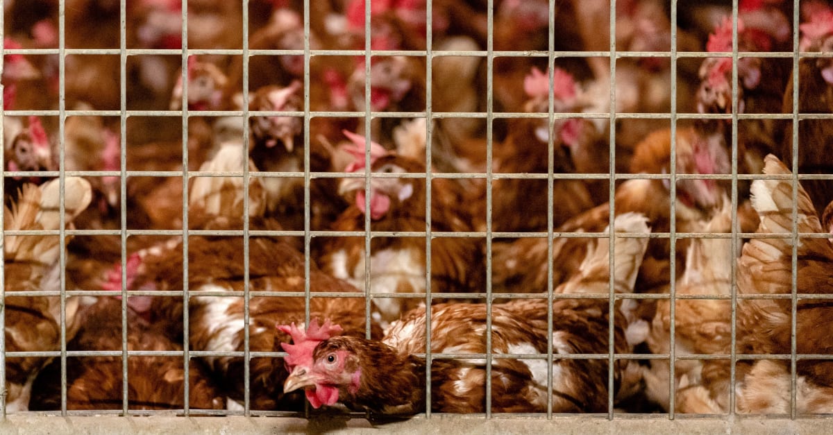 2 ton boete nadat uitzendkracht (25) voor ogen familie verongelukt in kippenstal