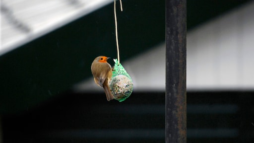 Waarom je vetbollen voor tuinvogels uit de netjes moet halen