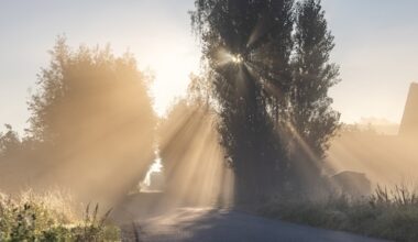 Code geel vanwege dichte mist, eind van de week kans op temperatuurrecord