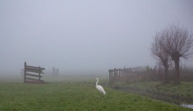 Mistig, grijs en nat, maar de temperatuur gaat weer omhoog