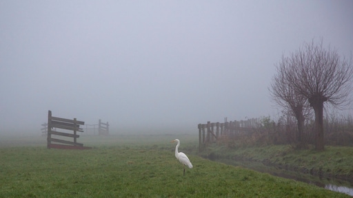 Mistig, grijs en nat, maar de temperatuur gaat weer omhoog