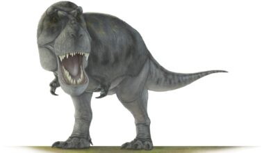 De tyrannosaurus rex.