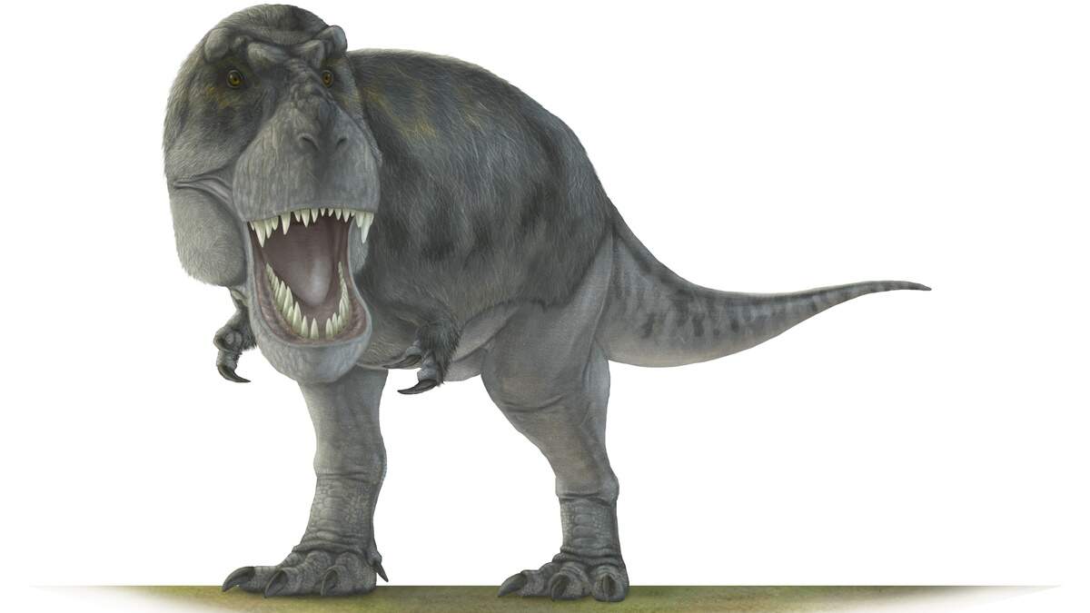 De tyrannosaurus rex.