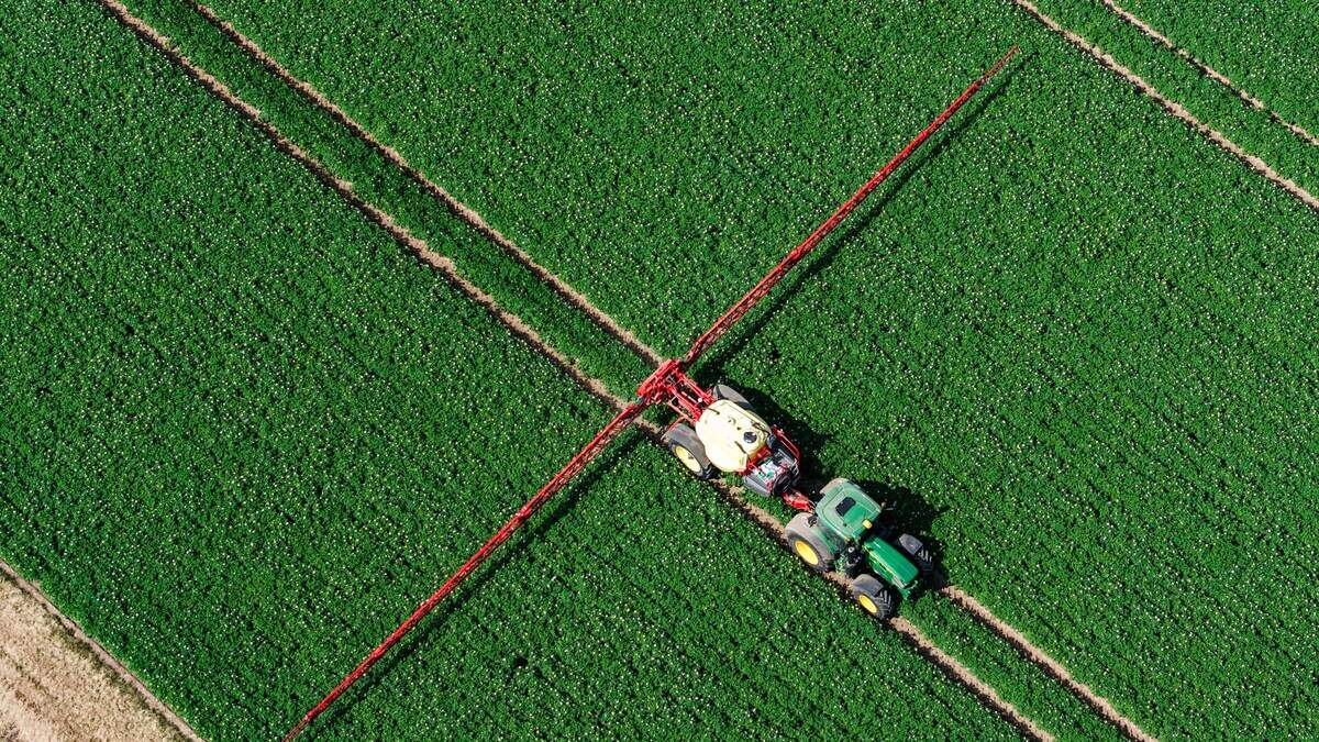 Een boer rijdt met zijn trekker door een aardappelveld.