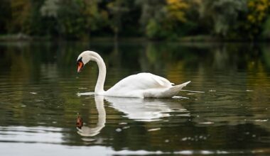 Tientallen dieren moeten worden geruimd in Limburgs dierenpark: 'Besef is er nog niet' - RTL.nl