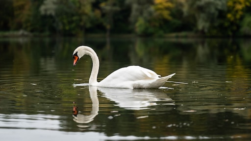 Tientallen dieren moeten worden geruimd in Limburgs dierenpark: 'Besef is er nog niet' - RTL.nl