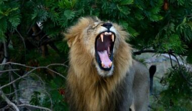 Grommen, kreunen of volle bak: nieuw soort leeuwenbrul ontdekt