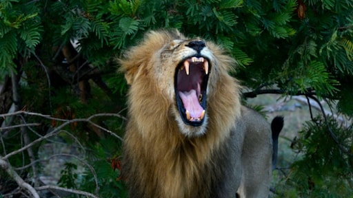 Grommen, kreunen of volle bak: nieuw soort leeuwenbrul ontdekt