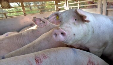 Onduidelijkheid over stroomstootverbod voor vee, ondanks eis Kamer