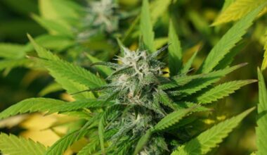 De 54-jarige Michelle Webster trakteerde tijdens de koffiepauze op stukjes cake, zonder erbij te vertellen dat ze er cannabis in had gedraaid.