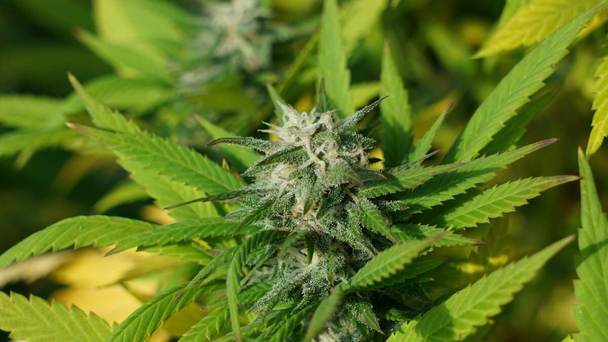 De 54-jarige Michelle Webster trakteerde tijdens de koffiepauze op stukjes cake, zonder erbij te vertellen dat ze er cannabis in had gedraaid.