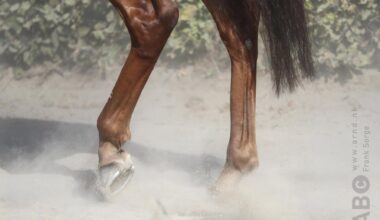 Vrouw (22) in levensgevaar naast paard gevonden, politie neemt hoefijzers in beslag