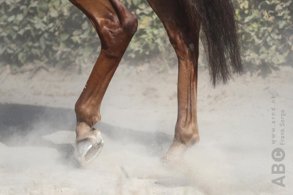 Vrouw (22) in levensgevaar naast paard gevonden, politie neemt hoefijzers in beslag