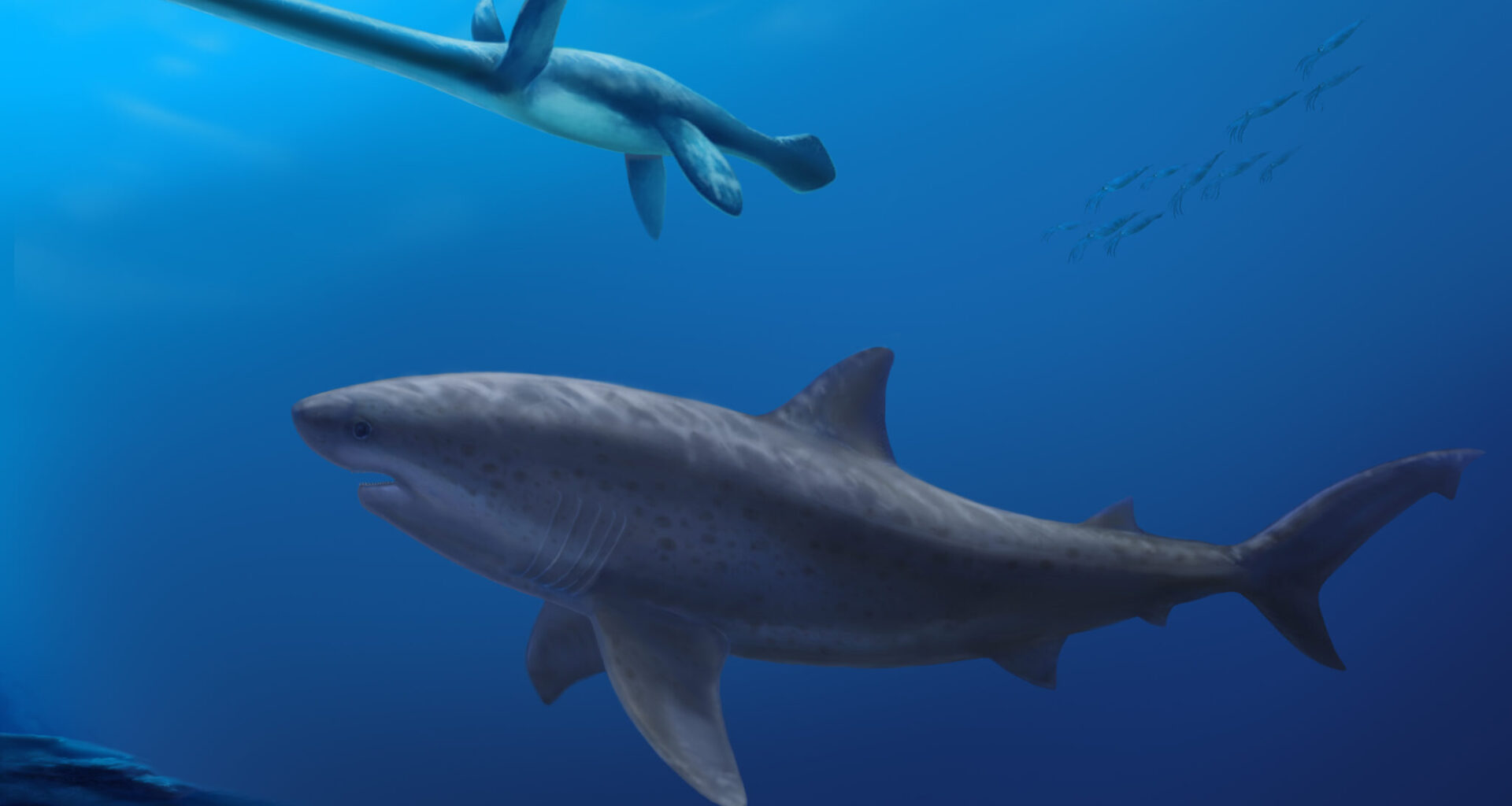 Voor de noordelijke kust van Australië zwom 115 miljoen jaar geleden een reusachtige haai