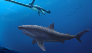 Voor de noordelijke kust van Australië zwom 115 miljoen jaar geleden een reusachtige haai