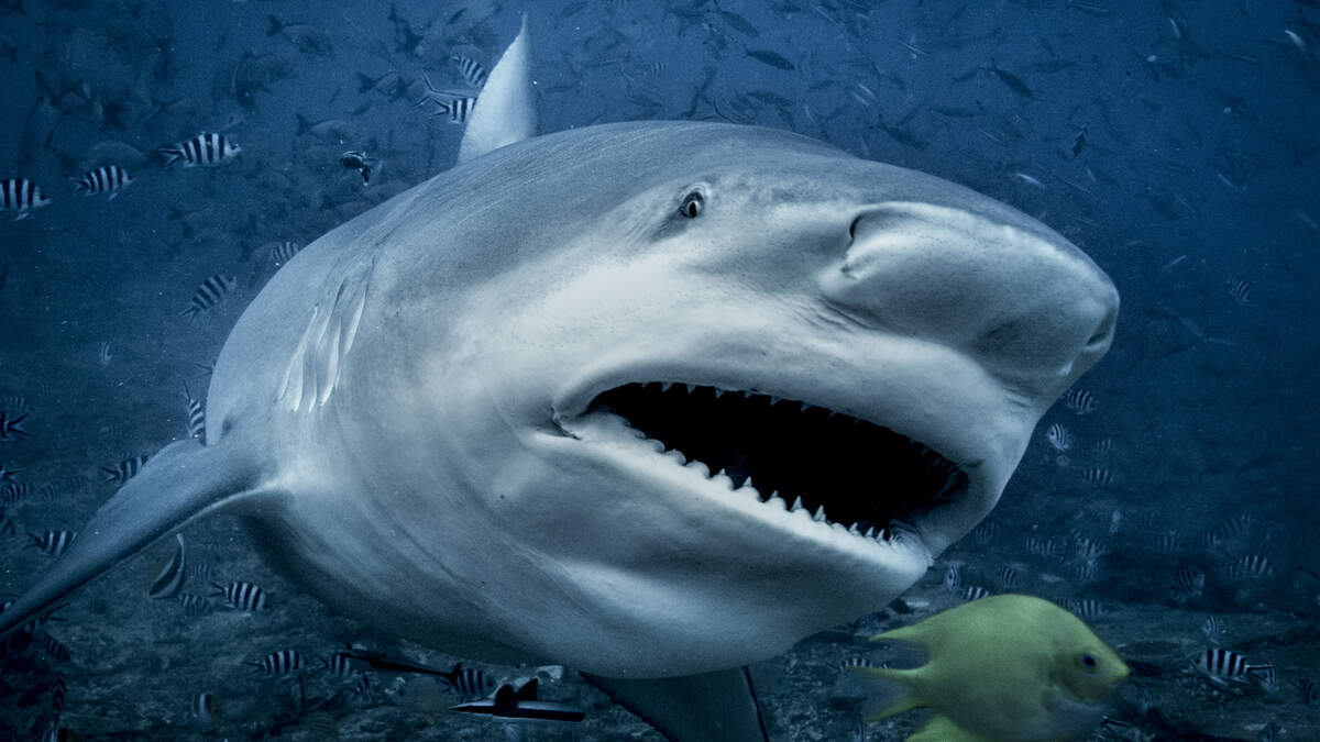 Beeld ter illustratie.