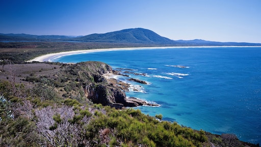 Haai bijt vrouw dood in Australië, omstanders redden zwaargewonde man