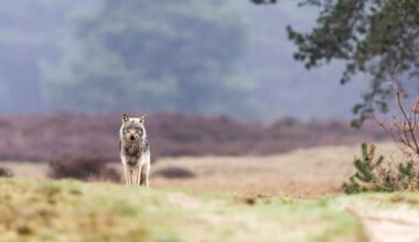 Jagers hebben moeite probleemwolf Gelderland te vinden, afschietvergunning verloopt in januari