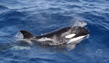 Killer whale surfacing in the strait of Gibraltar