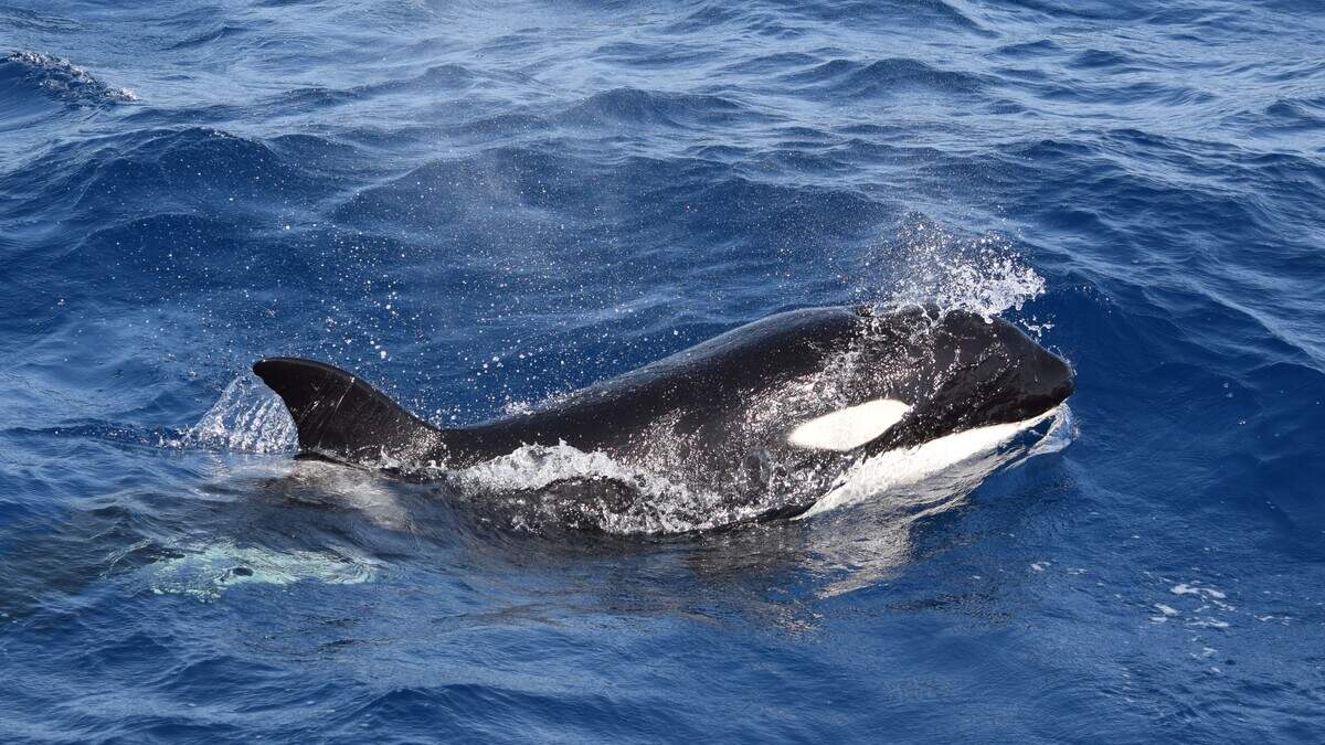 Killer whale surfacing in the strait of Gibraltar