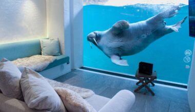 Pairi Daiza opent boekingen voor resort in 2026: 35.000 mensen in de wachtrij