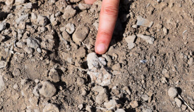 Onderkaak Australopithecus deyiremeda. Foto Yohannes Haile-Selassie