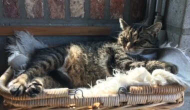 Gekatnapte Poessie honderden kilometers van huis gevonden: 'Hadden het al opgegeven'