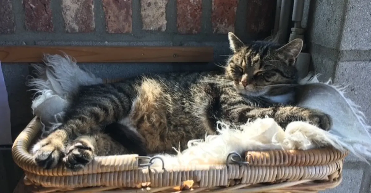 Gekatnapte Poessie honderden kilometers van huis gevonden: 'Hadden het al opgegeven'