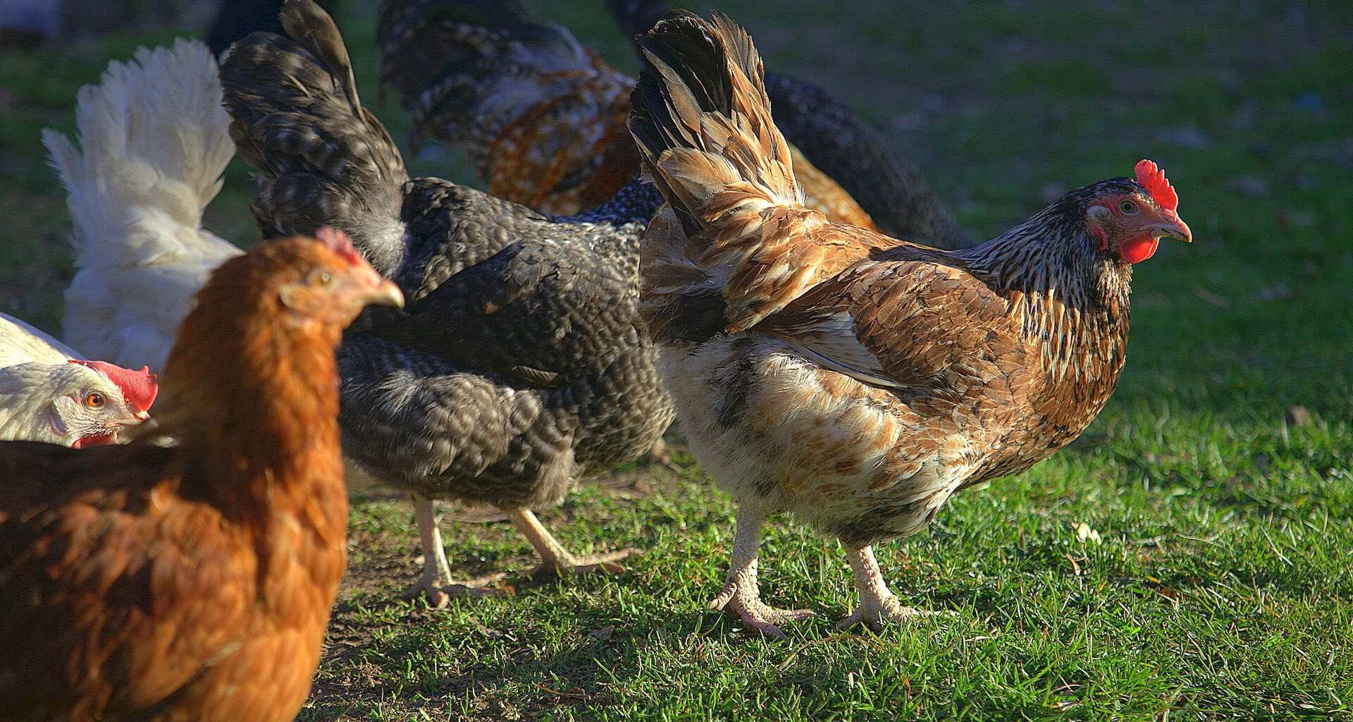 Foto ter illustratie - kippen - via depositphotos