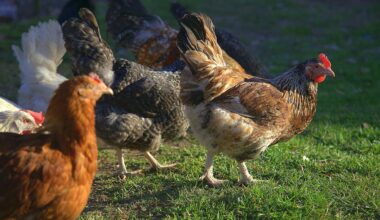 Foto ter illustratie - kippen - via depositphotos