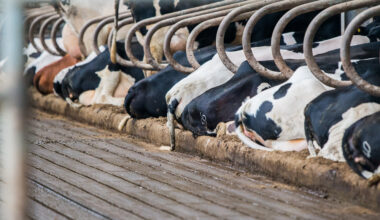 Volgende stap in uitvoering van nieuwe stikstofaanpak veehouderijen