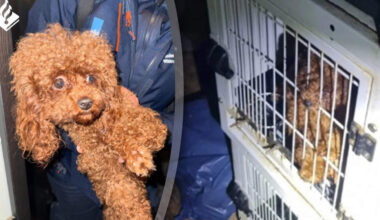 Sommige honden zaten onder de ontlasting en bij een deel van hen waren de oren of staart weggenomen.