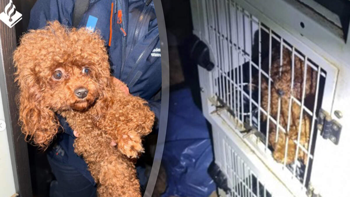 Sommige honden zaten onder de ontlasting en bij een deel van hen waren de oren of staart weggenomen.