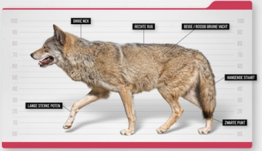 'Grote zorgen' over de wolf, dus er is nu een landelijk informatiepunt