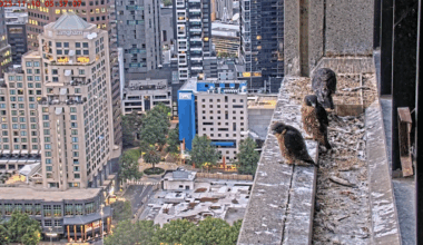 Het nestje slechtvalken