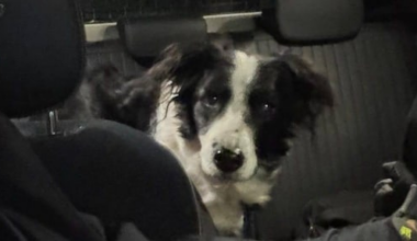 Eigenaar al dagenlang overleden, hond wacht aan zijn zijde tot politie komt