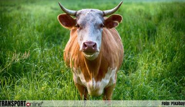 Veetransportbedrijf uit Staphorst krijgt boete van €100.000 voor dodelijk ongeval met stier