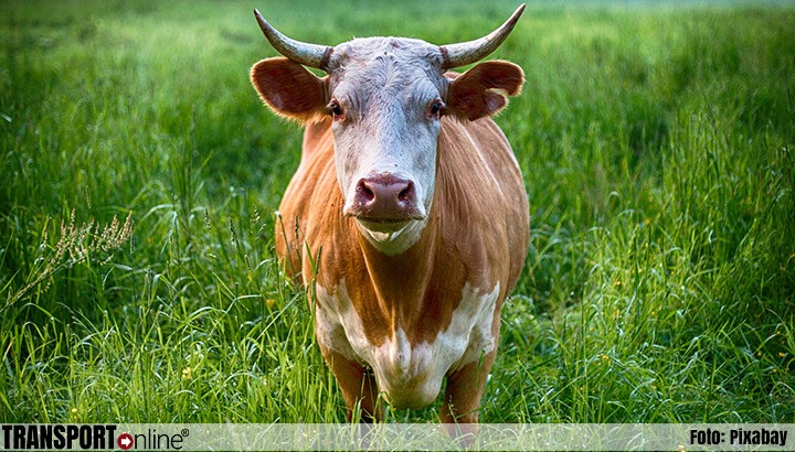 Veetransportbedrijf uit Staphorst krijgt boete van €100.000 voor dodelijk ongeval met stier