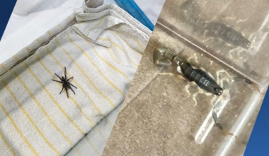 Stel keert terug van vakantie Zuid-Afrika en doet bizarre vondst in koffer