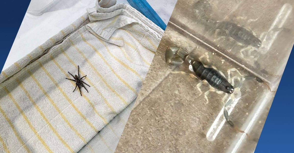 Stel keert terug van vakantie Zuid-Afrika en doet bizarre vondst in koffer